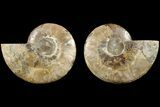 Cut & Polished, Agatized Ammonite Fossil - Madagascar #184132-1